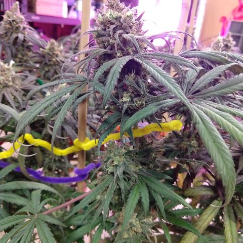 Cannatonic growlog timeline photo