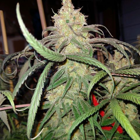 Cannatonic growlog timeline photo