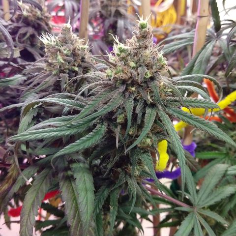 Cannatonic growlog timeline photo