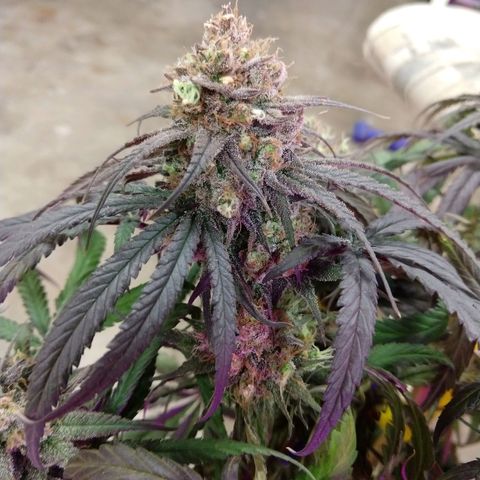 Cannatonic growlog timeline photo