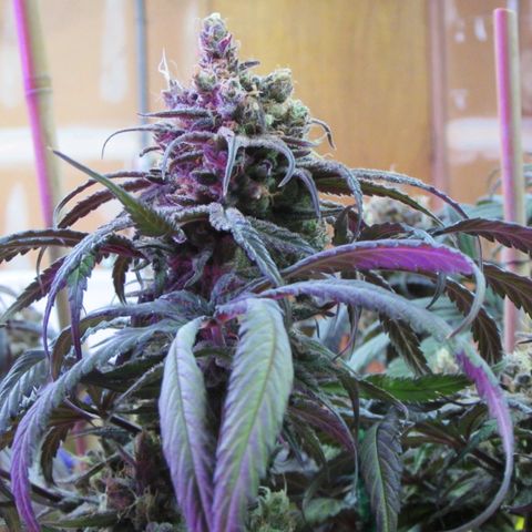 Cannatonic growlog timeline photo