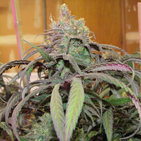 Cannatonic growlog timeline photo