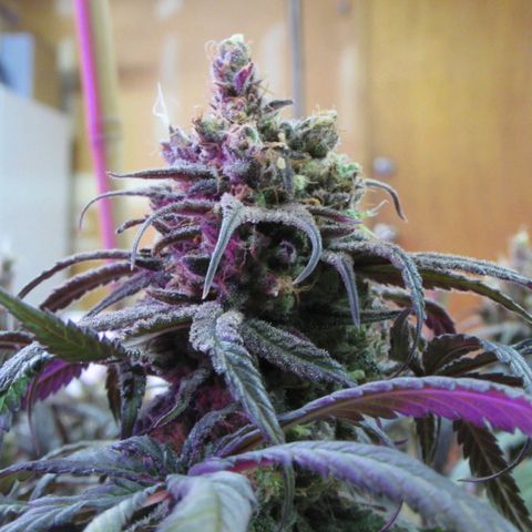 Cannatonic growlog timeline photo