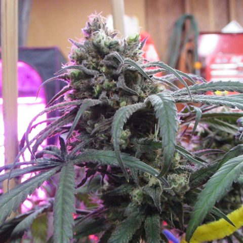 Cannatonic growlog timeline photo