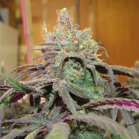 Cannatonic growlog timeline photo