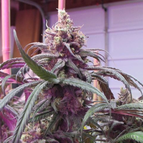 Cannatonic growlog timeline photo