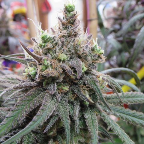 Cannatonic growlog timeline photo