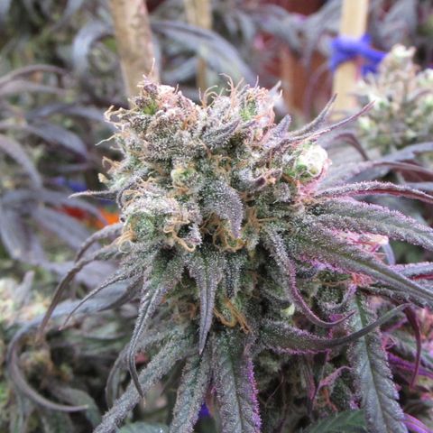 Cannatonic growlog timeline photo