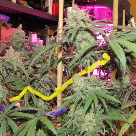 Cannatonic growlog timeline photo