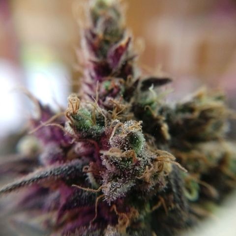 Cannatonic growlog timeline photo