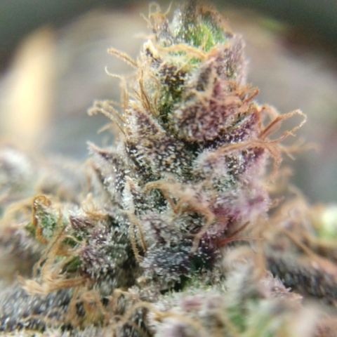 Cannatonic growlog timeline photo