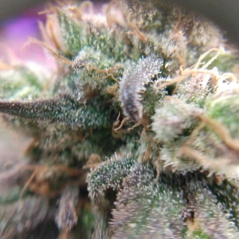 Cannatonic growlog timeline photo