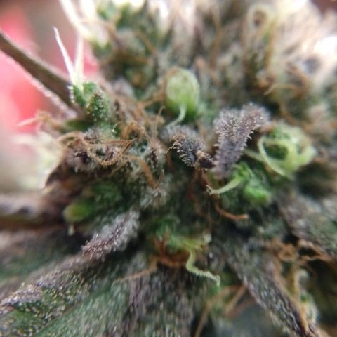 Cannatonic growlog timeline photo