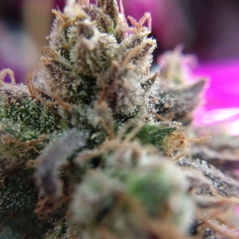 Cannatonic growlog timeline photo