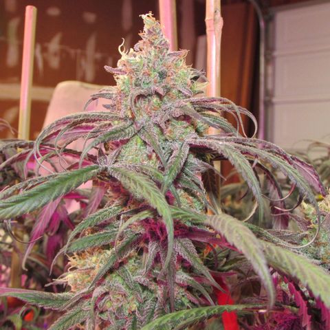 Cannatonic growlog timeline photo