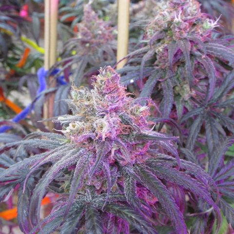 Cannatonic growlog timeline photo