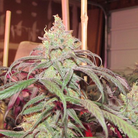 Cannatonic growlog timeline photo