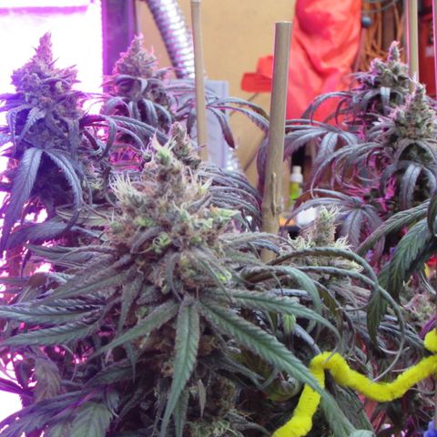 Cannatonic growlog timeline photo