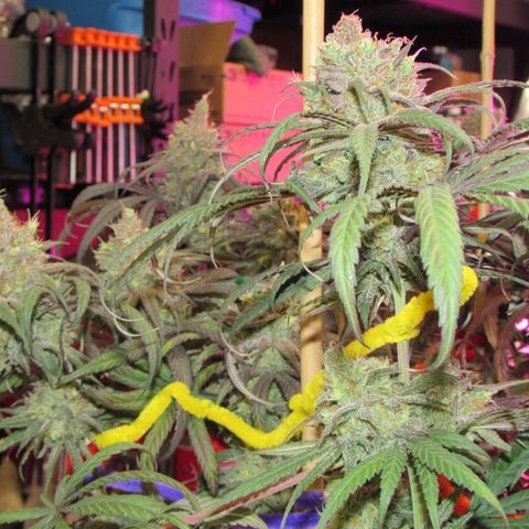 Cannatonic growlog timeline photo