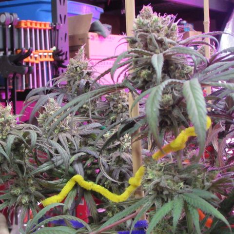 Cannatonic growlog timeline photo