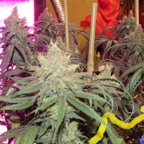 Cannatonic growlog timeline photo