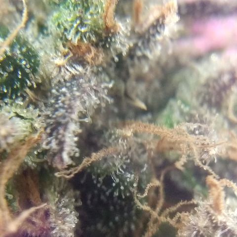 Cannatonic growlog timeline photo