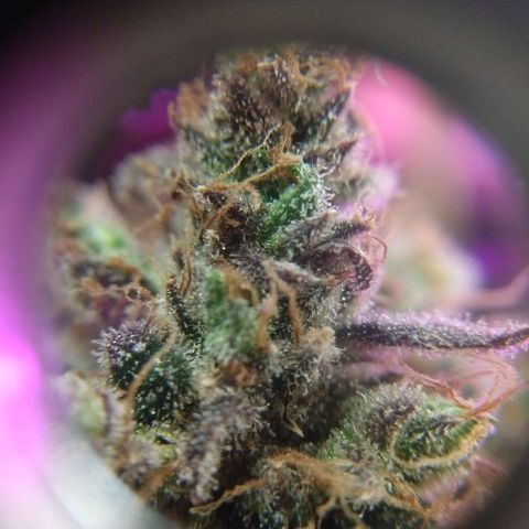 Cannatonic growlog timeline photo