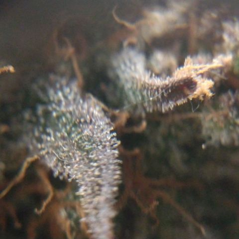 Cannatonic growlog timeline photo