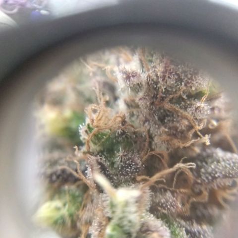 Cannatonic growlog timeline photo