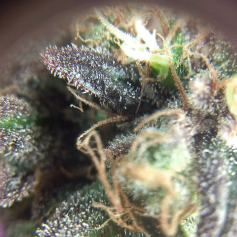 Cannatonic growlog timeline photo