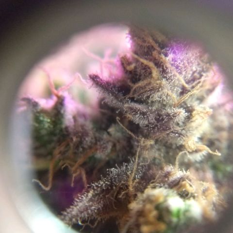 Cannatonic growlog timeline photo