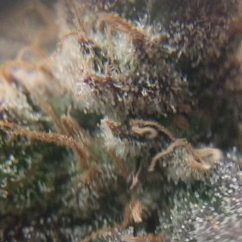 Cannatonic growlog timeline photo