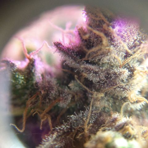 Cannatonic growlog timeline photo