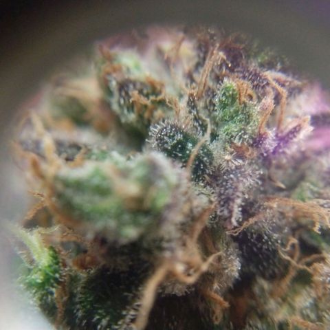 Cannatonic growlog timeline photo