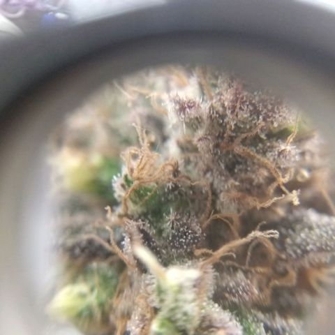 Cannatonic growlog timeline photo
