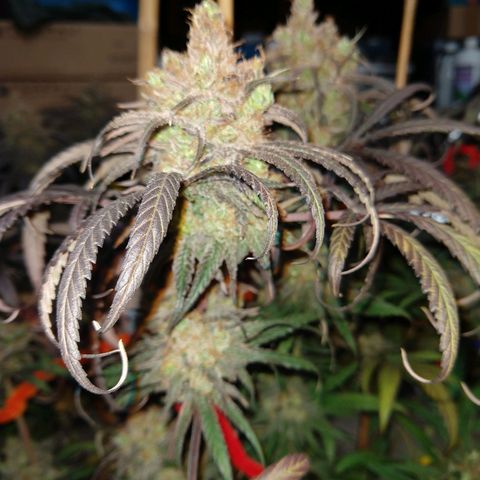 Cannatonic growlog timeline photo
