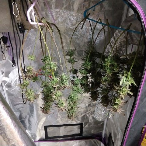 Cannatonic growlog timeline photo