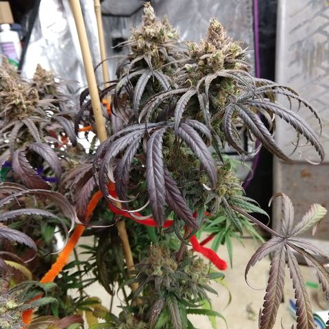 Cannatonic growlog timeline photo