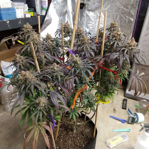Cannatonic growlog timeline photo