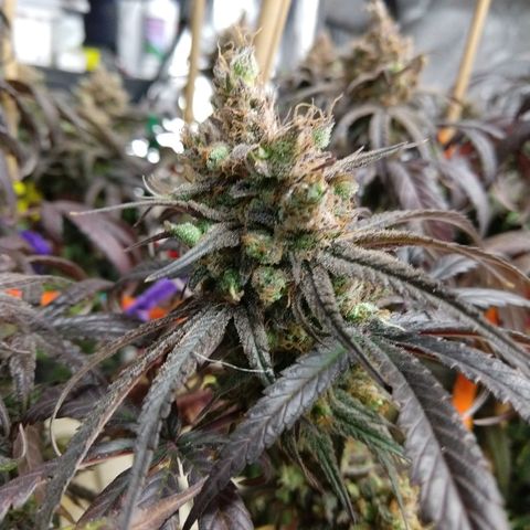 Cannatonic growlog timeline photo