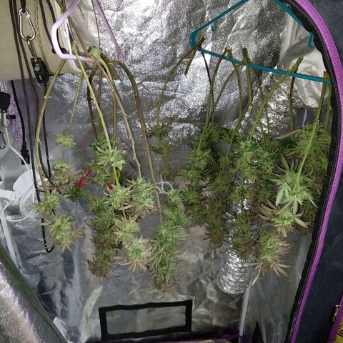 Cannatonic growlog timeline photo