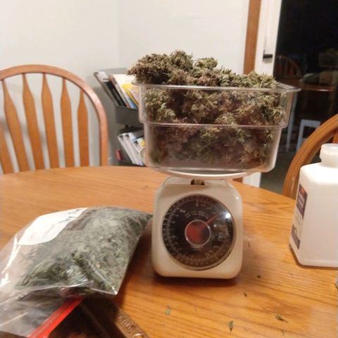 Cannatonic growlog photo: 115g of bud, 25g trim and shake, 14 seeds for next year.