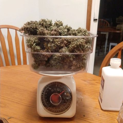 Cannatonic growlog photo: 115g of bud, 25g trim and shake, 14 seeds for next year.