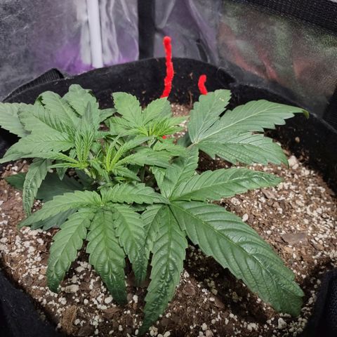 Critical Mass #3 growlog timeline photo