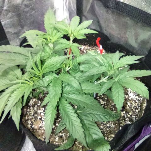 Critical Mass #3 growlog timeline photo