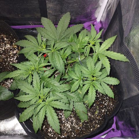 Critical Mass #3 growlog timeline photo