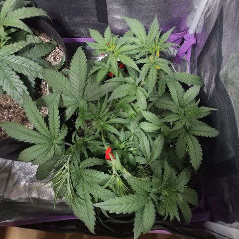 Critical Mass #3 growlog timeline photo