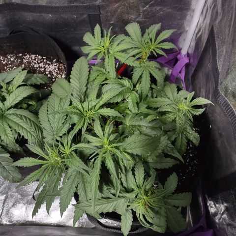 Critical Mass #3 growlog timeline photo