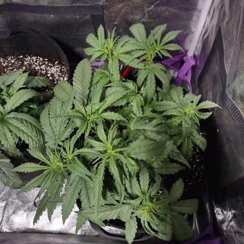 Critical Mass #3 growlog timeline photo