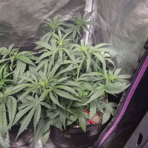 Critical Mass #3 growlog timeline photo